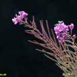 Alaska - Schmalblättriges Weidenröschen auf der Kenai-Halbinsel